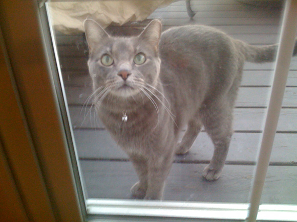 Grey Cat Lost in Cooks Corners Neighborhood
