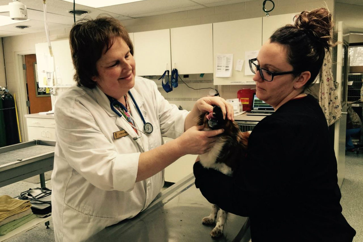 Vale Park’s Dr. Sheller Delves into Canine Reproduction