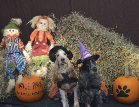 Celebrate Halloween with Your Favorite Pet at Vale Park!