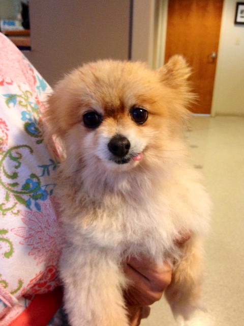Help Vale Park Find This Little Pomeranian’s Owner!
