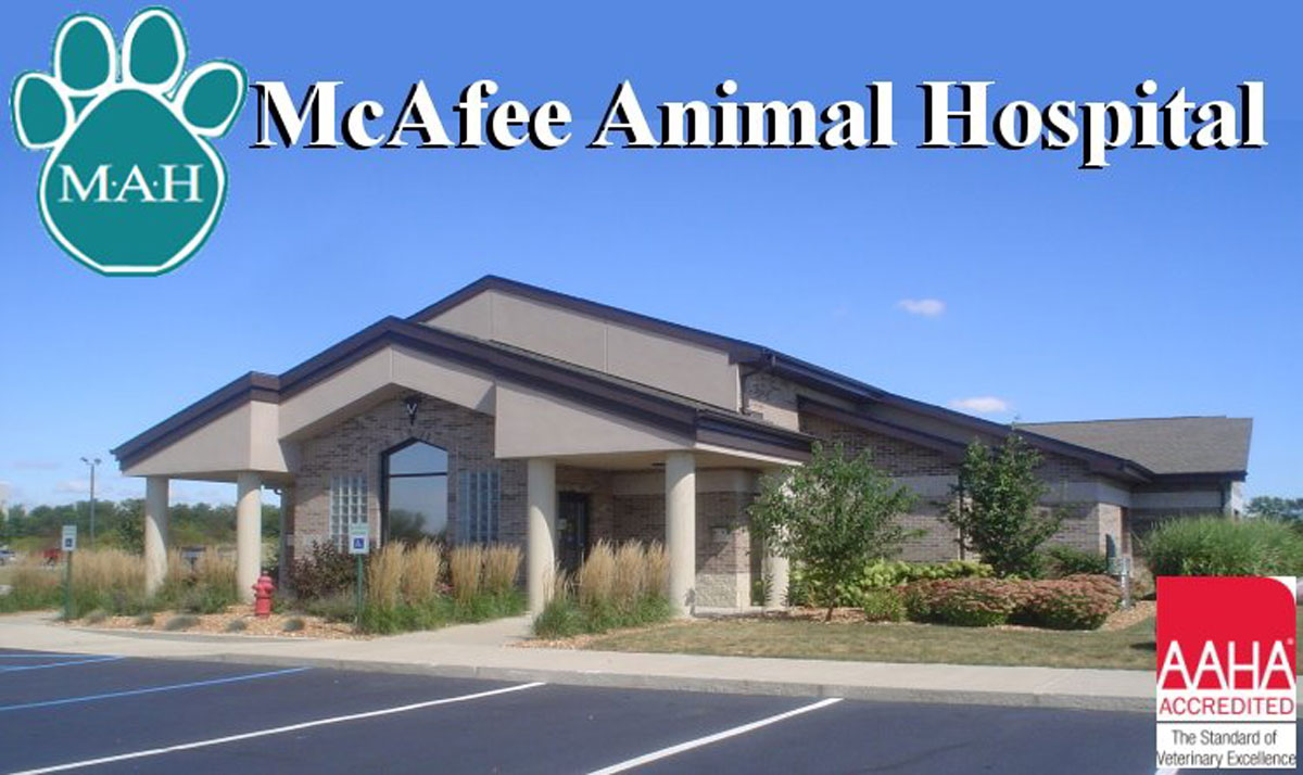 Check Out These 5-Star Reviews of McAfee Animal Hospital!